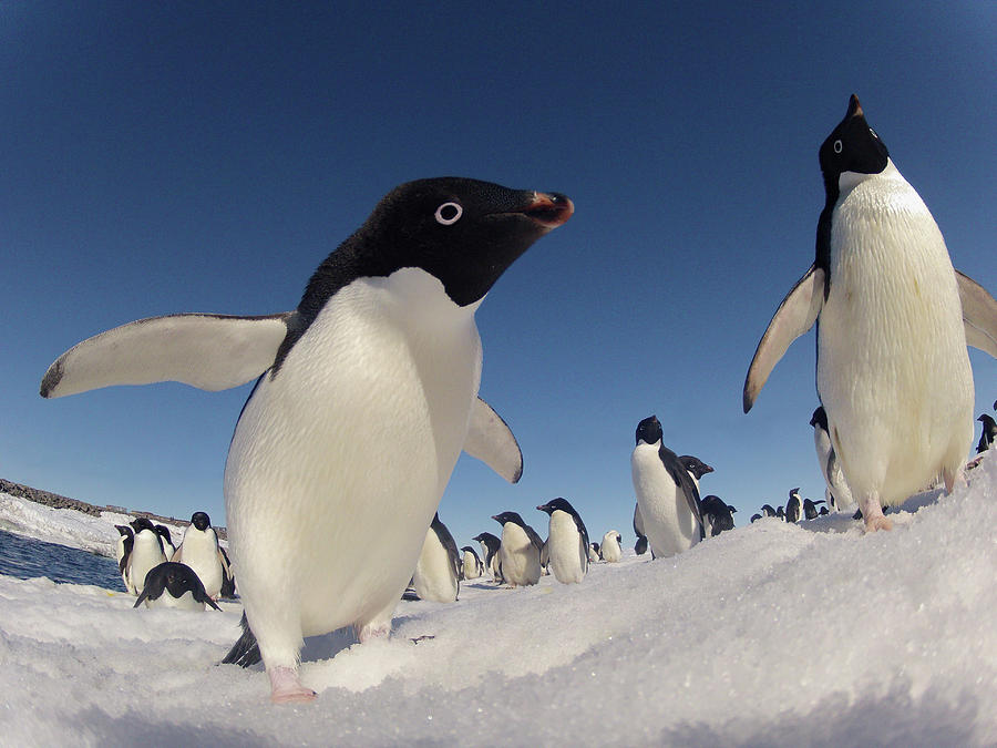 Adelie Penguins, Antarctica Photograph by Fred Olivier / Naturepl.com Adelie Penguins, Antarctica Photograph by Fred Olivier / Naturepl.com