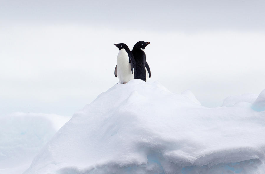 Adelie Penguins Back To Back On Ice Photograph by Cultura Rf/brett Phibbs