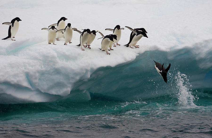 Adelie Penguins Diving Into The Sea Photograph by Darrell Gulin