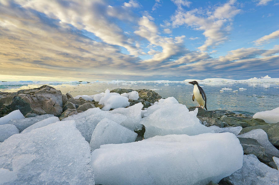 Adelie Penguins,  Holtedehl Bay Photograph by Eastcott Momatiuk