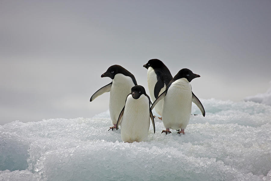 Adelie Penguins On Ice Flows Paulette Photograph by Darrell Gulin Adelie Penguins On Ice Flows Paulette Photograph by Darrell Gulin