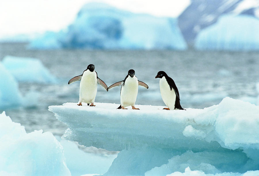 Adelie Penguins On Icefloe Pygoscelis Adeliae Antarctica Photograph By Konrad Wothe Fine Art 9985