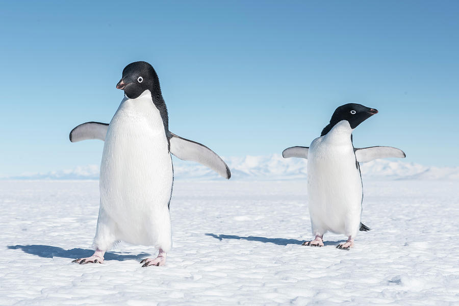 Adelie Penguins On The Sea Ice Photograph by Alasdair Turner