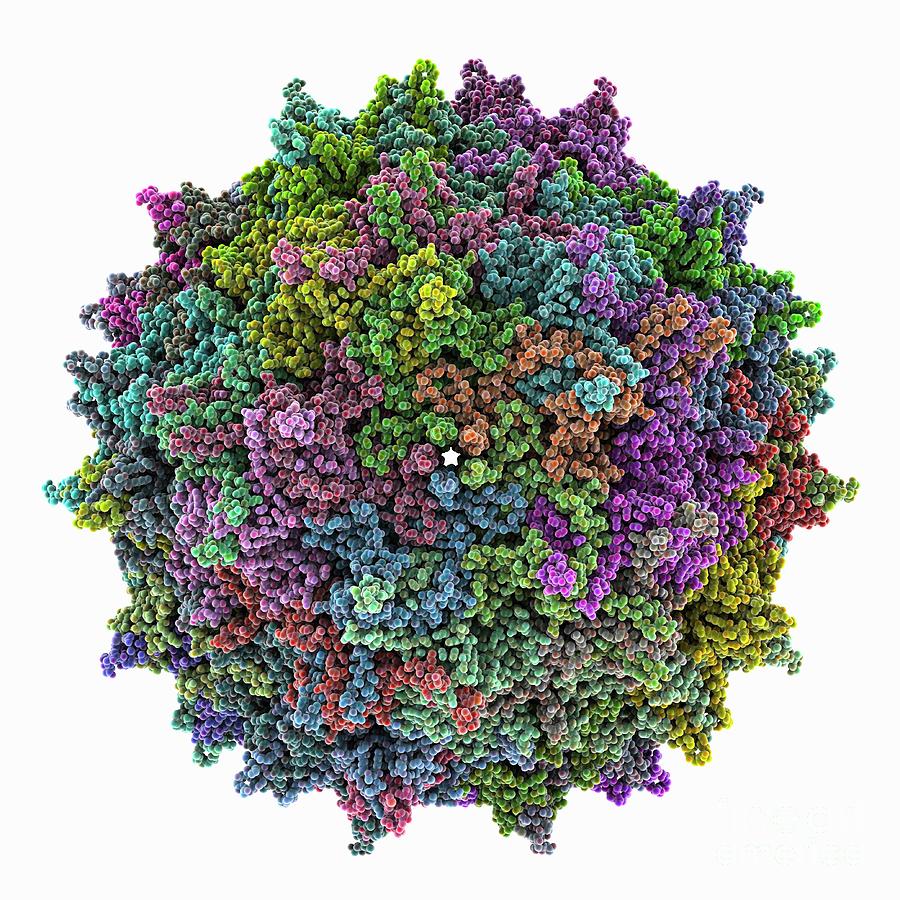 Adeno-associated True Type Virus Capsid Photograph by Laguna Design/science Photo Library