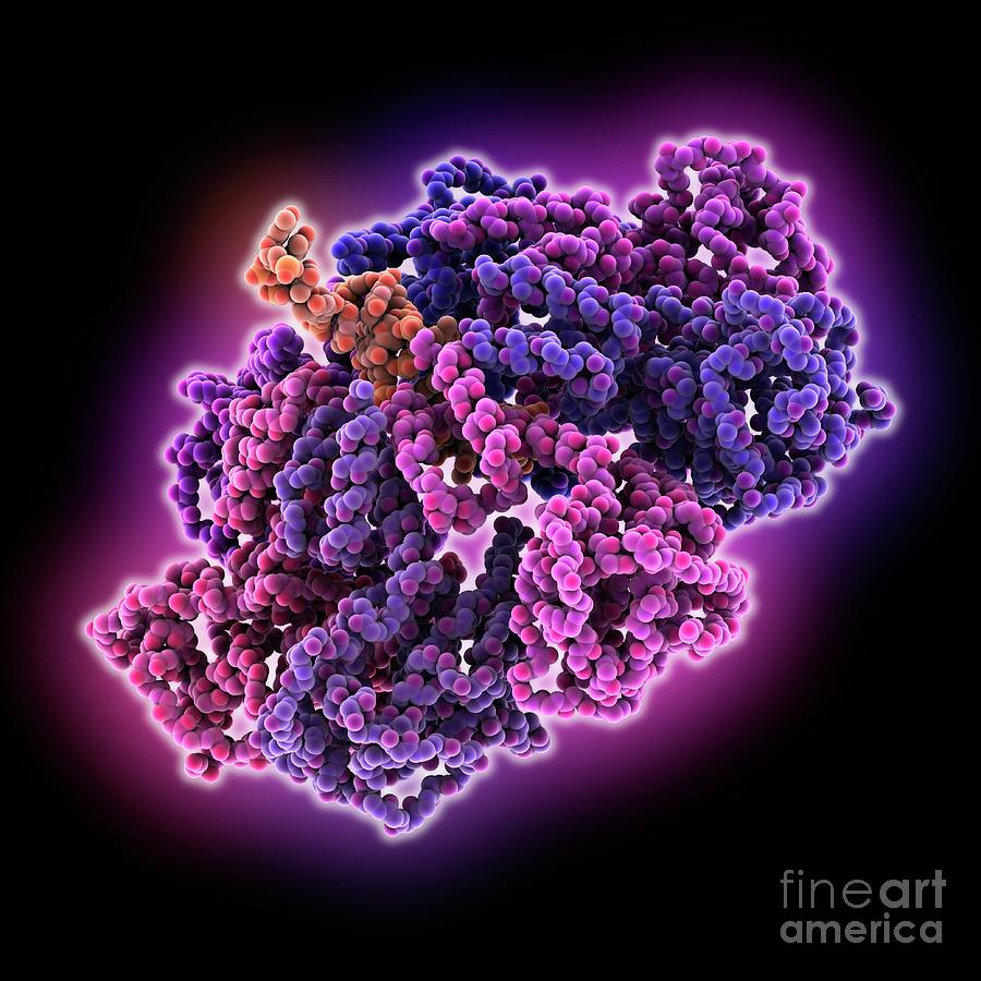 Adeno-associated Virus 2 Dna Complex Photograph by Laguna Design/science Photo Library