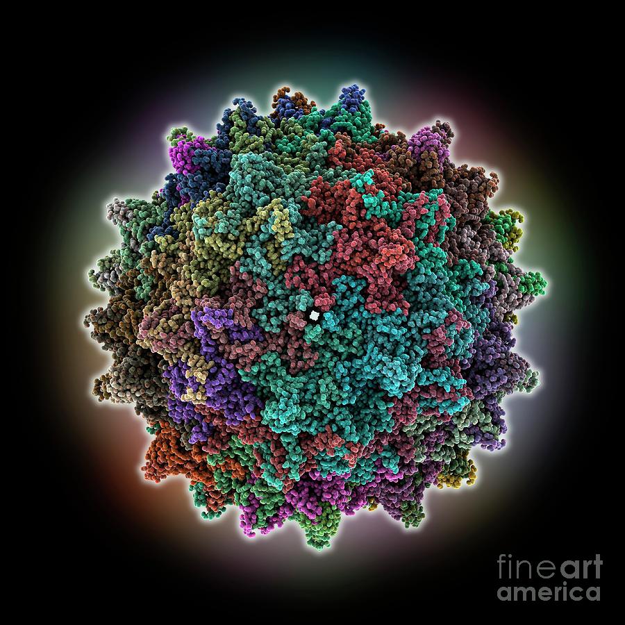 Adeno-associated Virus 9 Capsid Photograph by Laguna Design/science Photo Library
