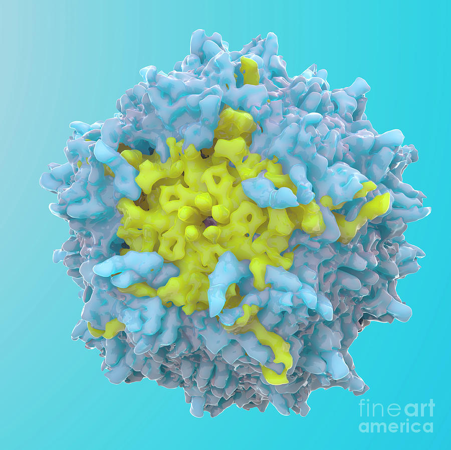 Adeno-associated Virus 9 Photograph by Ramon Andrade 3dciencia/science Photo Library