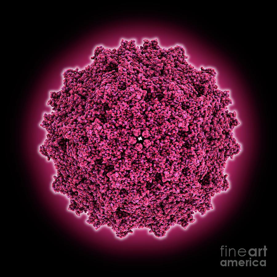 Adeno-associated Virus Serotype 5 Photograph by Laguna Design/science Photo Library