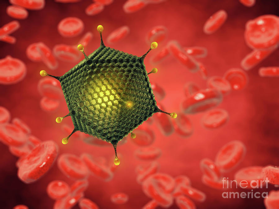 Adenovirus And Red Blood Cells Photograph by Nobeastsofierce/science Photo Library