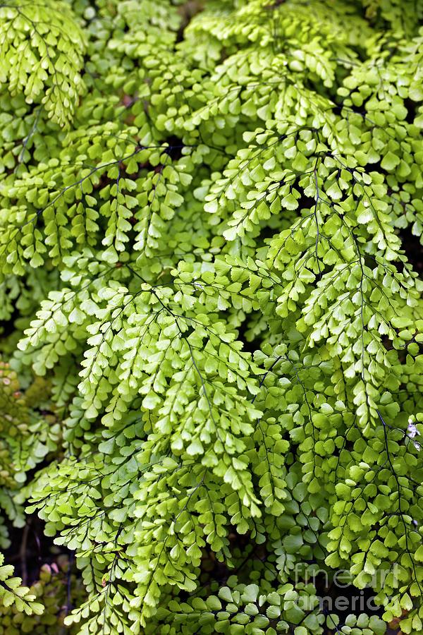 Adiantum Venustum Photograph by Dr Keith Wheeler/science Photo Library