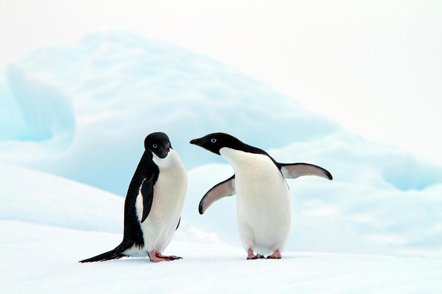 Adélie Penguins Photograph by Angelika Stern