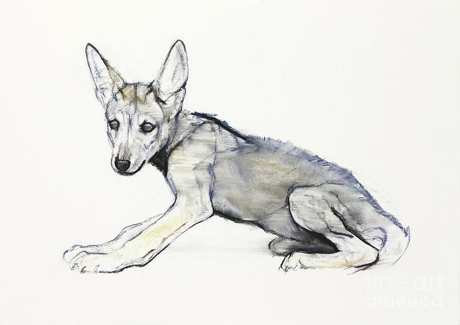 Adolescent Arabian Wolf Pup, 2009 Conte And Charcoal On Paper Painting by Mark Adlington