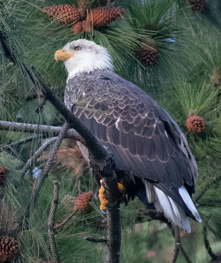 Adolescent Eagle Photograph by Carol Jenks