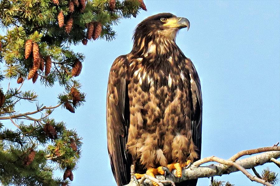 Adolescent Eagle