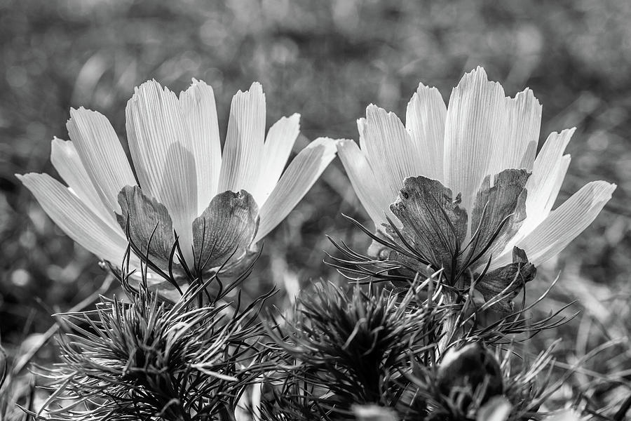 Adonis vernalis in monochrome Photograph by Andreas Levi
