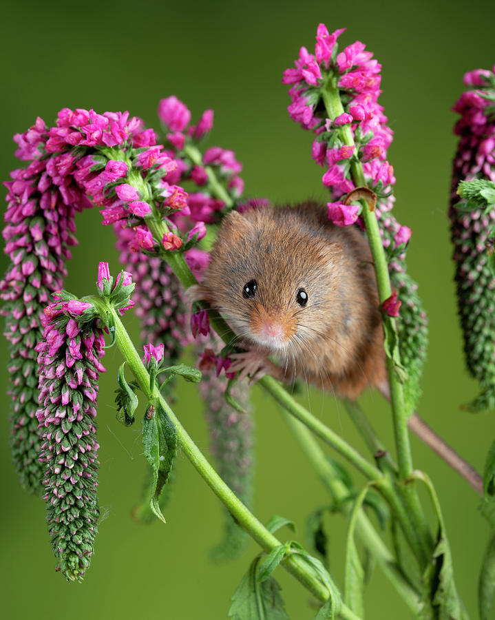 Mouse Photograph - Adorable cute harvest mouse micromys minutus on red flower folia by Matthew Gibson