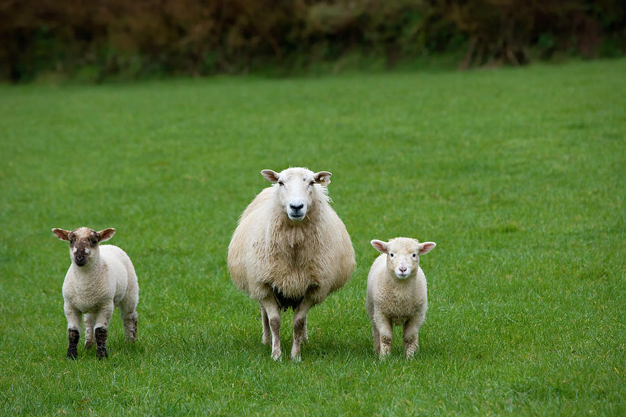 Adorable Irish Sheep In A Green Pasture Photograph by Jimkruger