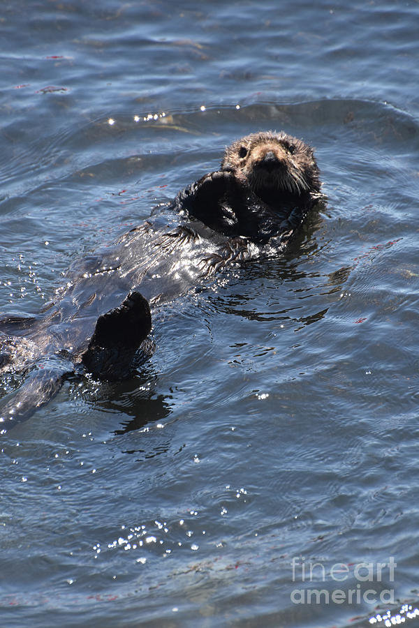 Adorable Look Into the Face of a Sea Otter on his Back Photograph by ...