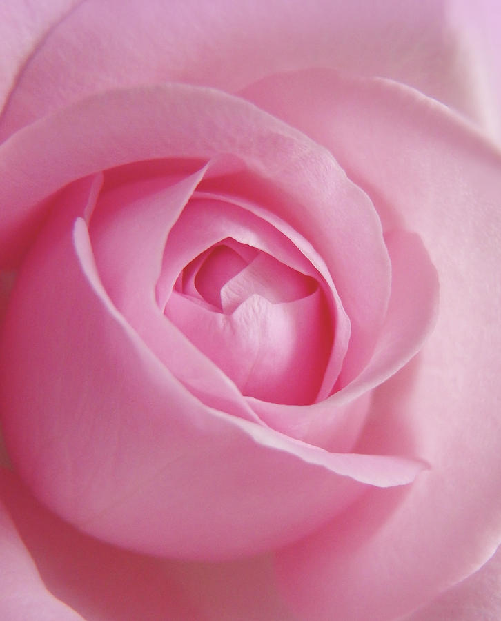 Adorable Pink Rose Macro Photo Photograph by Johanna Hurmerinta