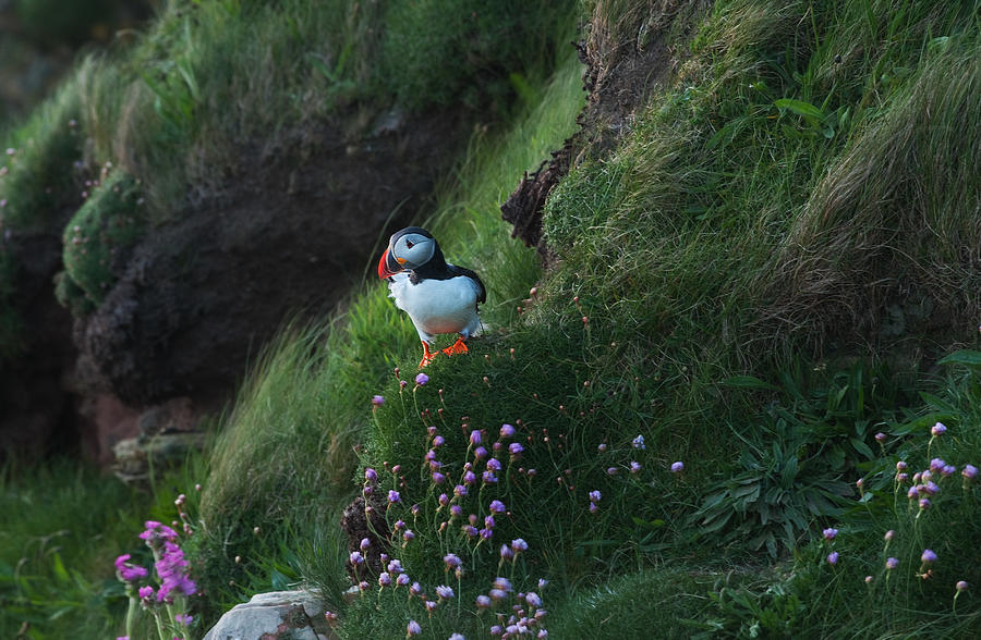 Puffin Photograph - Adorable Puffin by Erik Engstrm