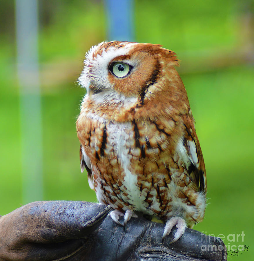 Adorable Screech Owl Digital Art by Kathy Kelly