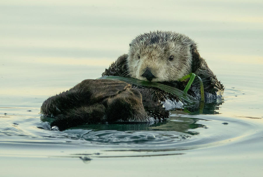 Adorable Sea Otter Photograph by Elizabeth Waitinas