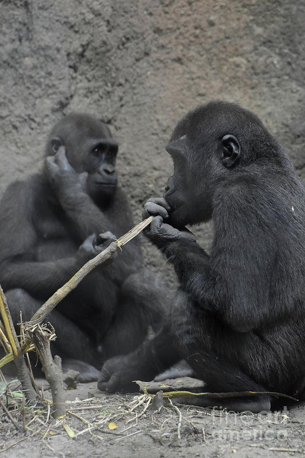 baby silverback gorillas