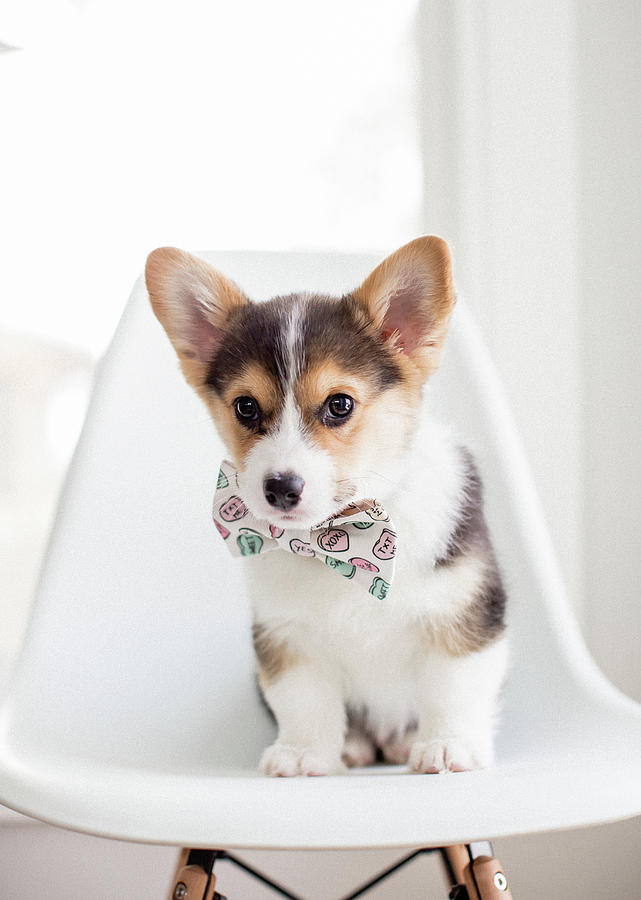 https://images.fineartamerica.com/images/artworkimages/mediumlarge/2/adorable-small-tricolor-corgi-puppy-sitting-on-chair-with-heart-bowtie-cavan-images.jpg