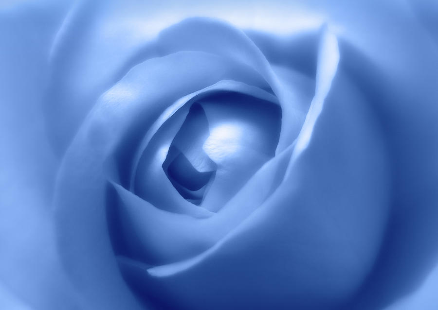 Adorable Soft Blue Rose  Photograph by Johanna Hurmerinta