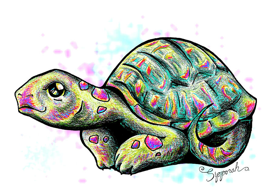 Adorable Tortoise I Drawing by Sipporah Art and Illustration