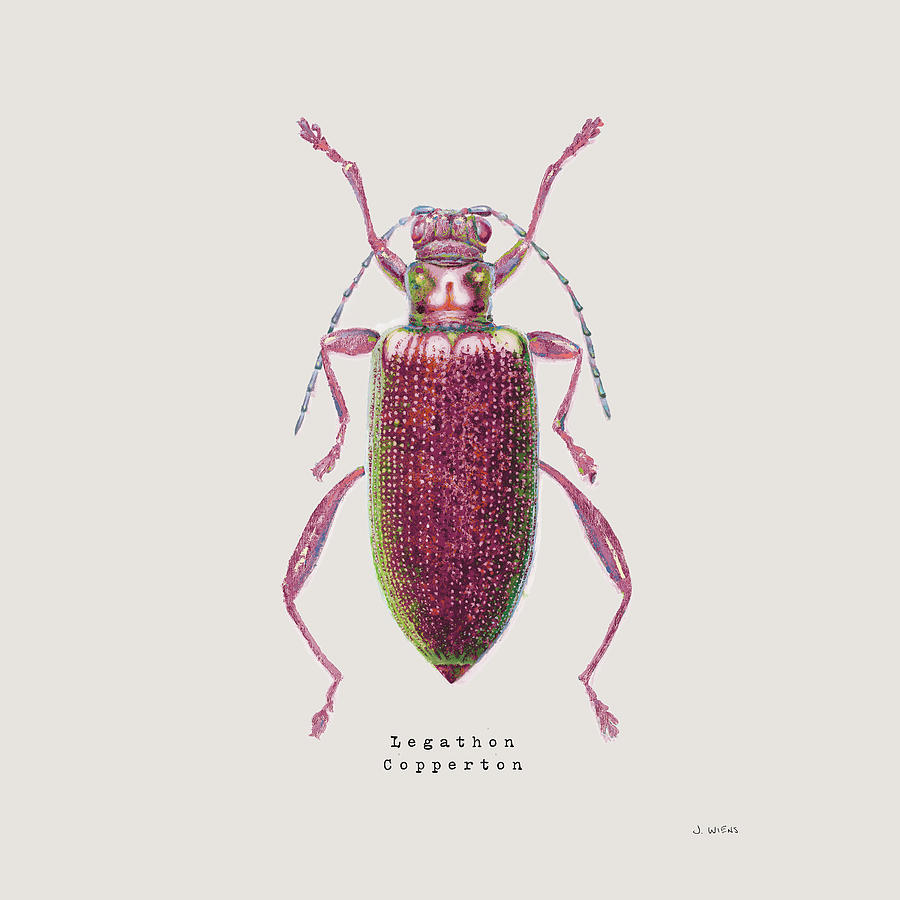 Animal Painting - Adorning Coleoptera Vi Sq Claret by James Wiens