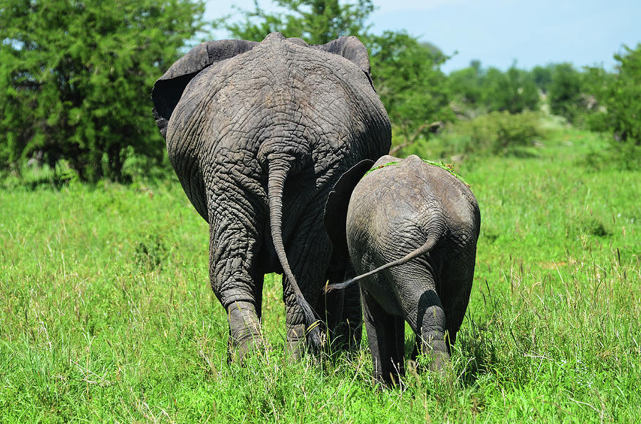 Adult And Baby Elephant Walking Photograph by Volanthevist