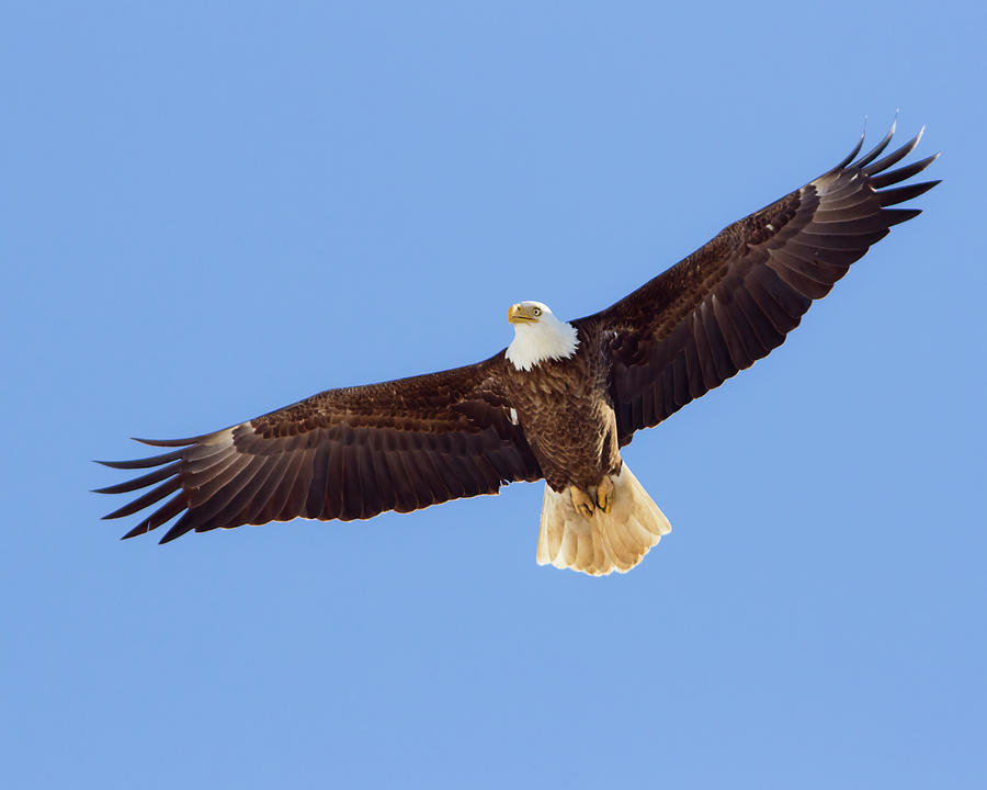 Adult Bald Eagle Photograph by Frode Jacobsen - Fine Art America