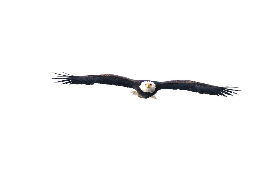 Adult Bald Eagle In Flight Photograph by William Mullins