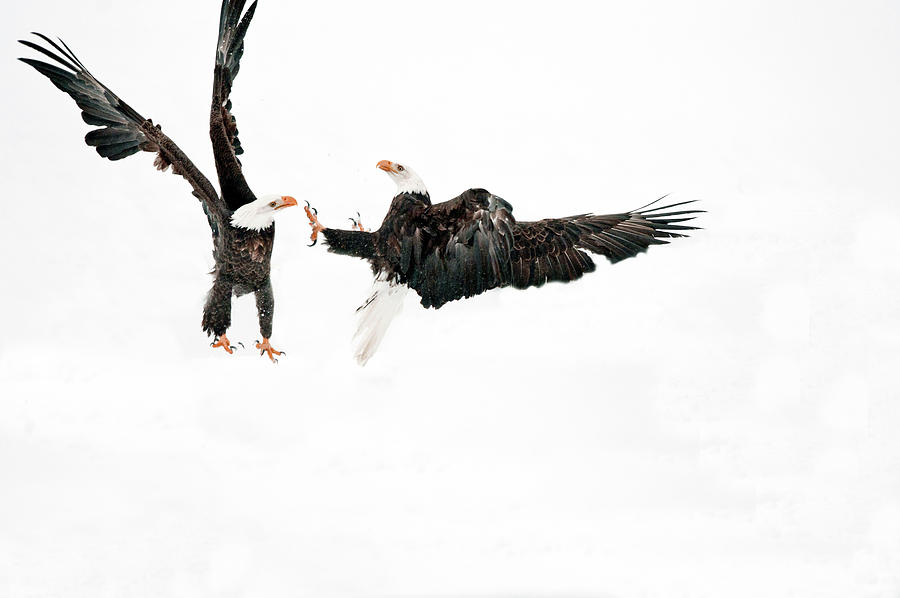 Adult Bald Eagles Greeting Each Other Photograph by William Mullins