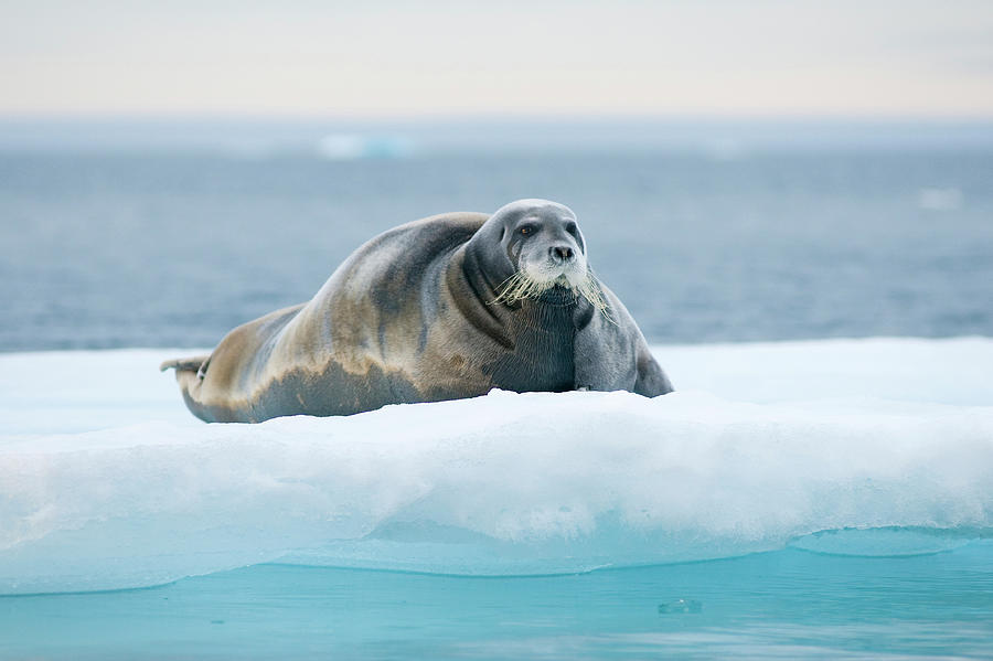 Adult Bearded Seal Erignathus Barbatus By Danita Delimont