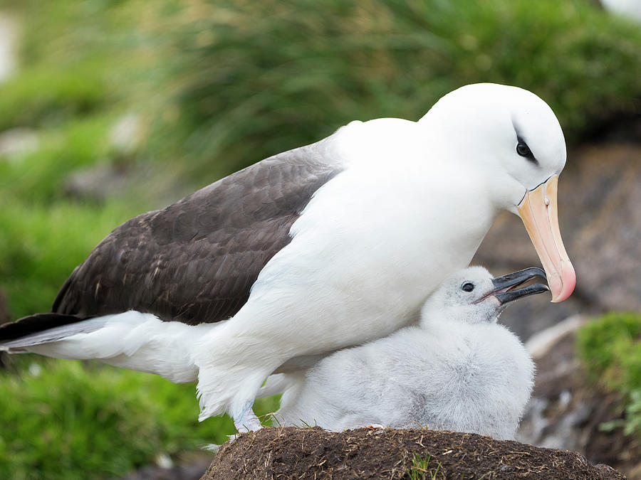 Adult Black-browed Albatross Feeding Photograph by Martin Zwick - Fine ...