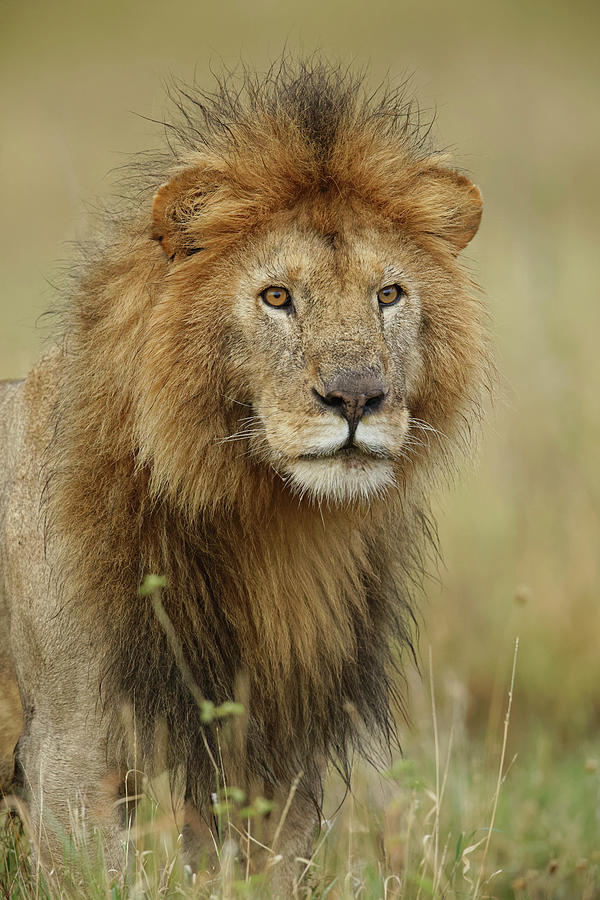 Adult Black Maned Lion, Panthera Leo Photograph by Adam Jones - Fine ...