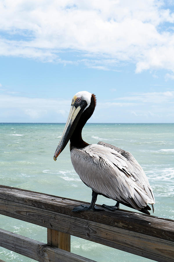 Adult Brown Pelican Photograph