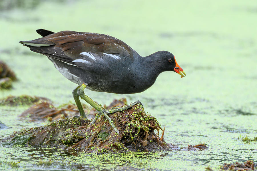 Adult Common Gallinule Photograph by Gary E Snyder