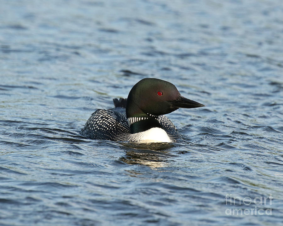 Adult Common Loon Photograph