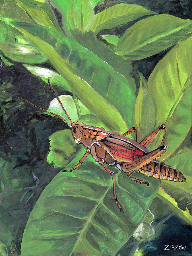 Adult Eastern Lubber Grasshopper Painting By Amanda Zirzow