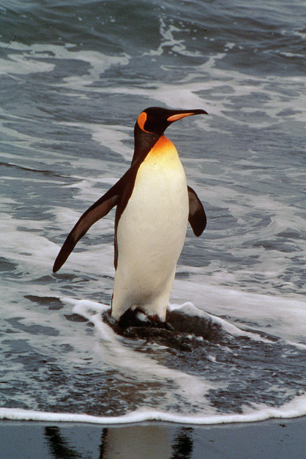 Adult Emperor Penguin, Antartica - ANTA005 00118 Photograph by Kevin ...