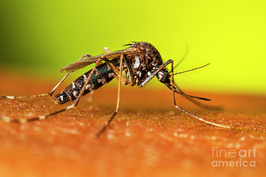 Adult Female Aedes Albopictus Mosquito Resting Photograph by Cdc ...