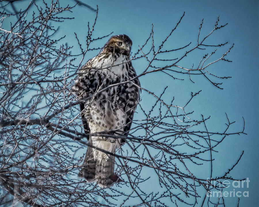 Adult Female Broad Winged Hawk Photograph by Janice Pariza