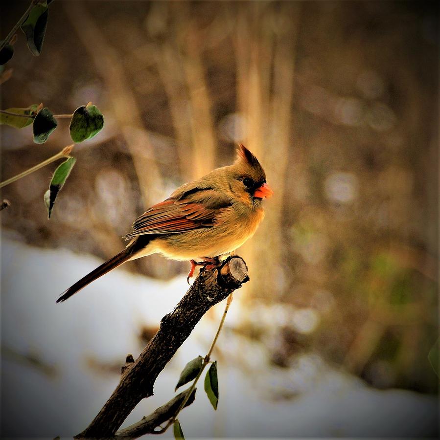 Bird Photograph - Adult Female Cardinal by Dennis Symes