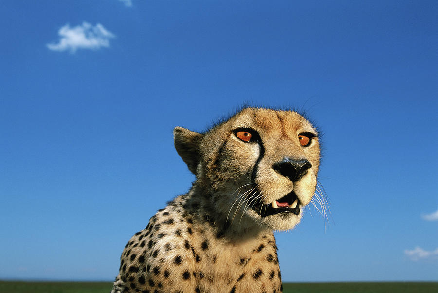 Adult Female Cheetah Acinonyx Jubatus Photograph by Paul Souders