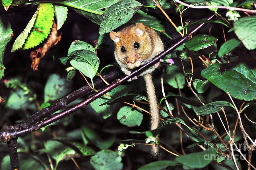 Nature Photograph - Adult Female Dormouse In A Cherry Tree by Colin Varndell/science Photo Library