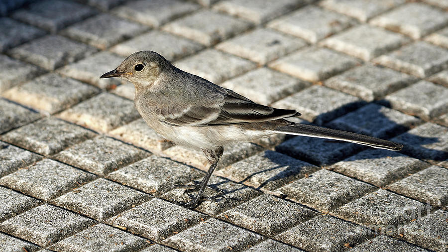 Adult Female White Wagtail Standing Photograph by Pablo Avanzini
