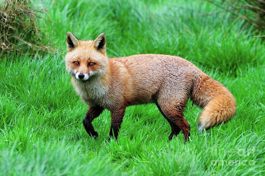 Adult Fox Photograph by Colin Varndell/science Photo Library | Fine Art ...